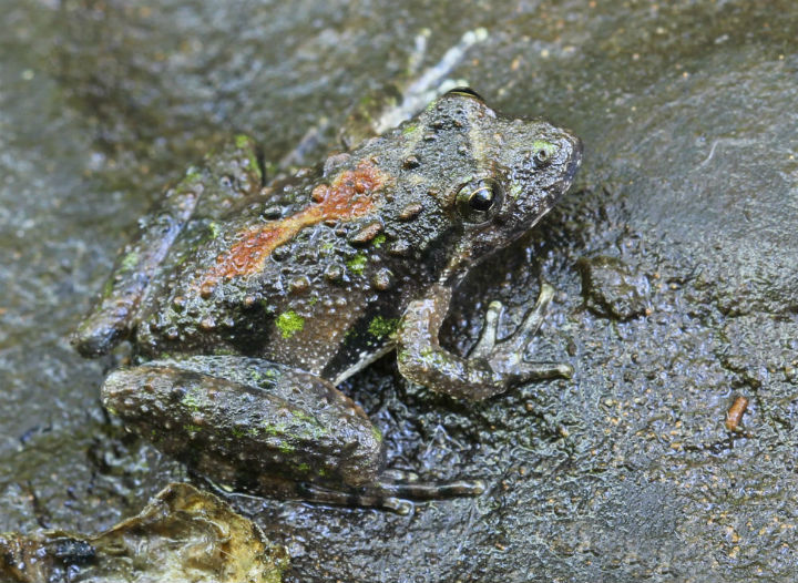 Cricket Frog